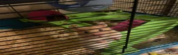 Hamster rodents for sale: Syrian Hamster for Sale in Orpington - Advert 3