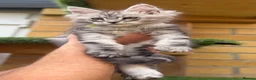 Maine Coon cats for sale: Black smoke Maine coon kittens champion blood line - Advert 6