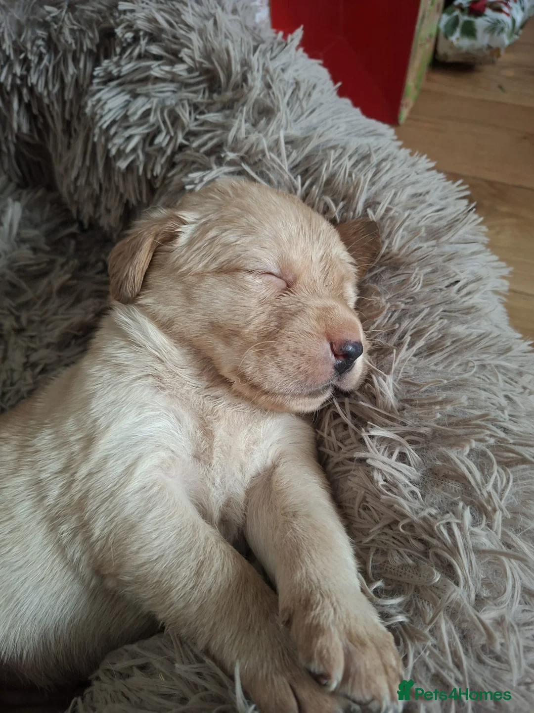 Labrador Retriever dogs for sale: * SOLD * Stunning litter of 9 golden labradors  - Advert 20