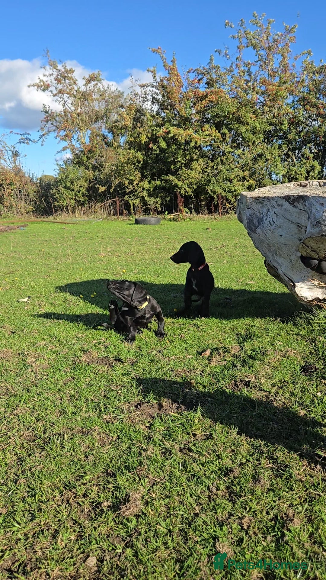 Mixed Breed dogs for sale: Adorable Saluki Pointers - Image 13