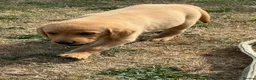 Labrador Retriever dogs for sale: ☀️Fantastic KC Boy & Girl ☀️ - Advert 6