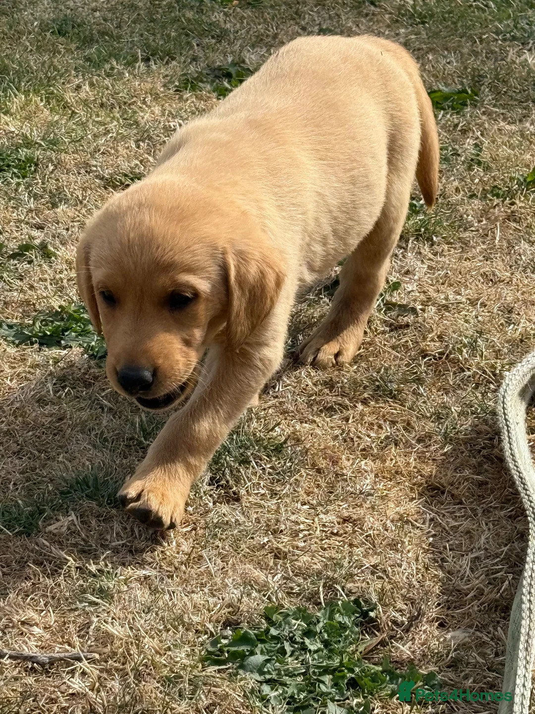 Labrador Retriever dogs for sale: ☀️Fantastic KC Boy & Girl ☀️ - Advert 6