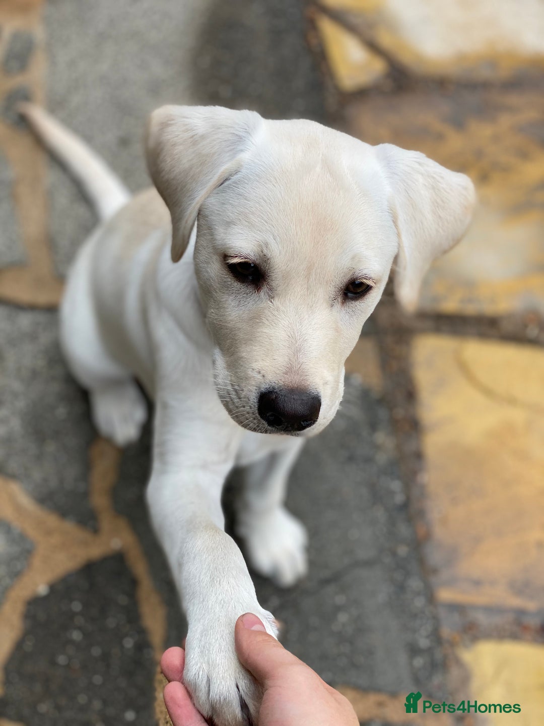 Labrador Retriever dogs for stud: Labrador Retriever for Stud - Marley in Gravesend - Image 7