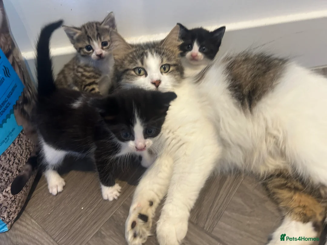 Norwegian Forest Cat cats for sale: 2 Norwegian Forrest kittens   - Advert 1