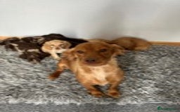 Cocker Spaniel dogs for sale: STUNNING COCKER SPANIEL PUPPIES  - Image 8