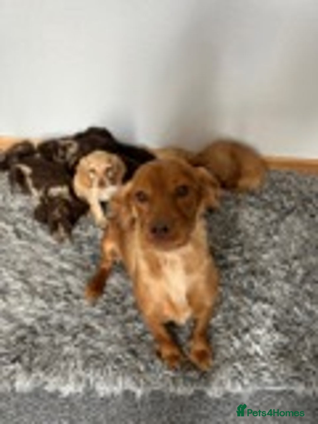 Cocker Spaniel dogs for sale: STUNNING COCKER SPANIEL PUPPIES  - Image 8