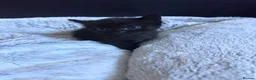 Mixed Breed cats for sale: Beautiful Tabby Kittens – Loving Forever Homes - Advert 1