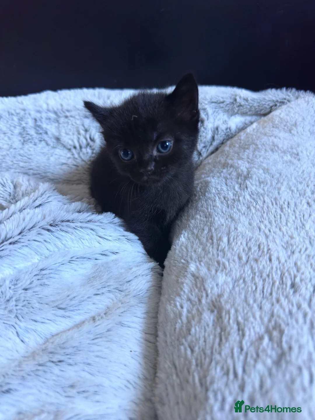 Mixed Breed cats for sale: Beautiful Tabby Kittens – Loving Forever Homes - Advert 1