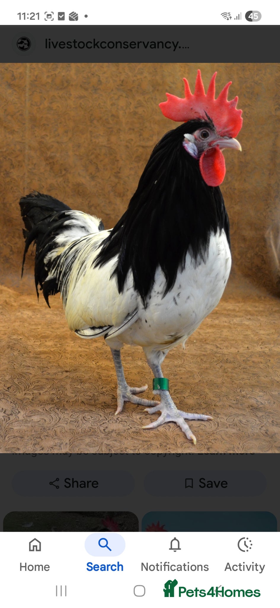 Chickens poultry for sale: HANDSOME LAKENVELDER COCKEREL - Advert 2