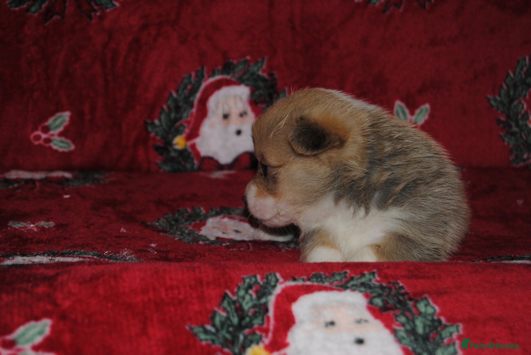 Welsh Corgi Pembroke dogs for sale: Welsh Pembroke Corgi Puppies - Girls Available - Advert 19