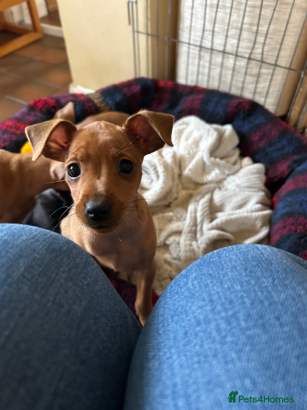 Miniature Pinscher dogs for sale: Stunning KC Miniature Pinscher puppies - Advert 6