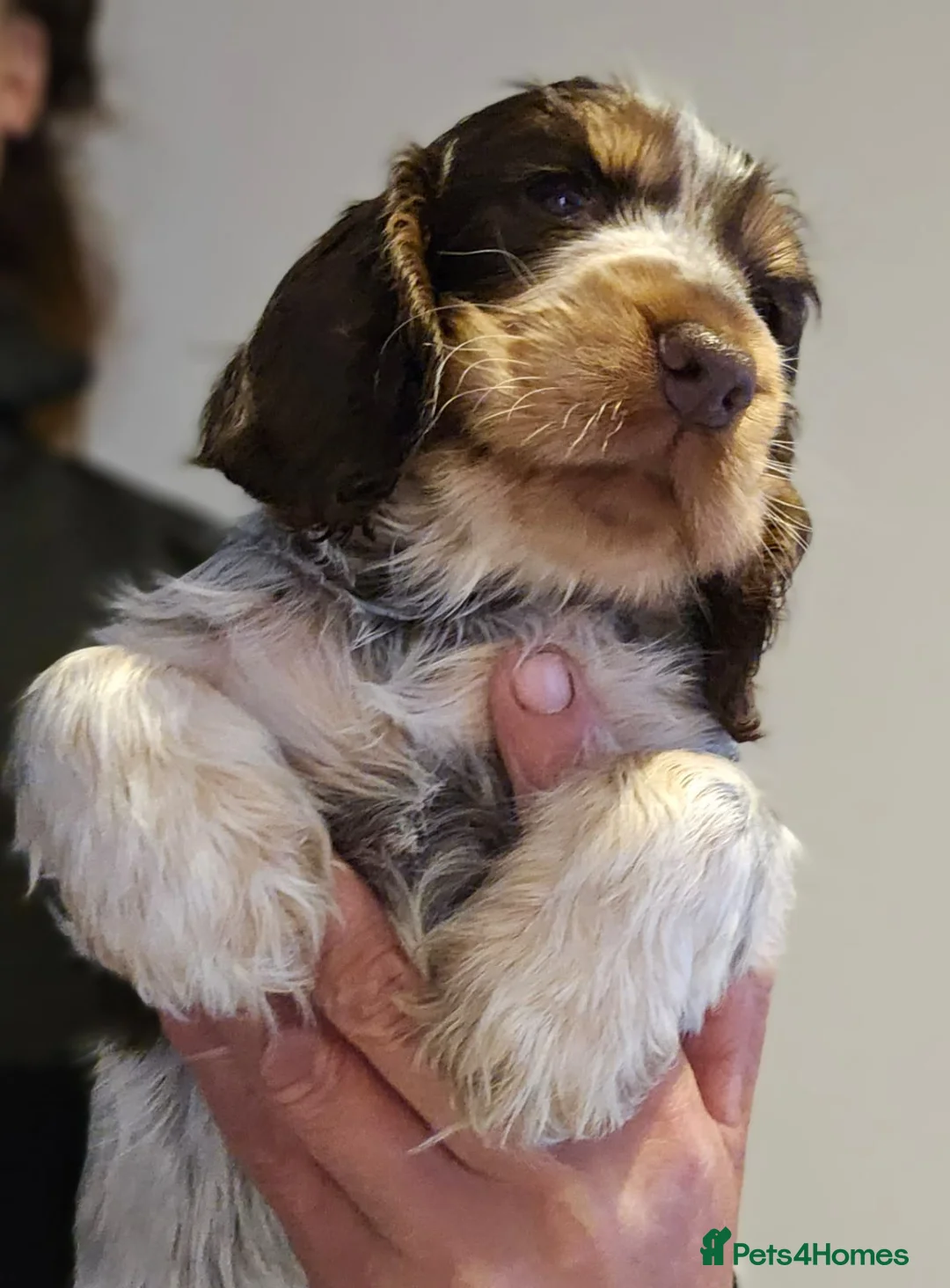 Cocker Spaniel dogs for stud: KC REG SHOW COCKER SPANIEL STUD in Gosport - Advert 10