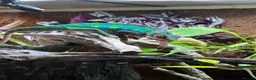 Chameleon reptiles for sale: Panther chameleon  in Wymondham - Advert 3