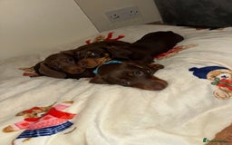 Miniature Dachshund dogs for sale: Miniature dachshund - Image 11