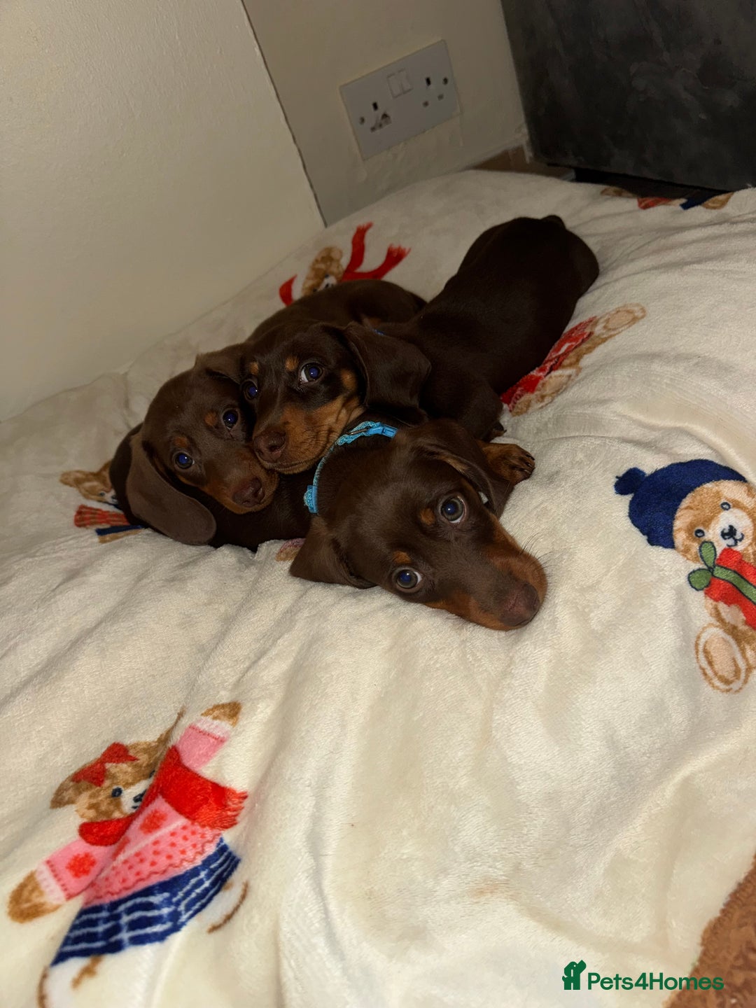 Miniature Dachshund dogs for sale: Miniature dachshund - Image 11