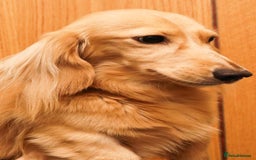 Miniature Dachshund dogs for stud: KC Reg DNA Health Tested CLEAR - CREAM MINI DACH in Littleborough - Image 9