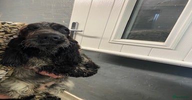 Cocker Spaniel dogs - Advert 8