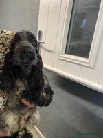 Cocker Spaniel dogs - Advert 11