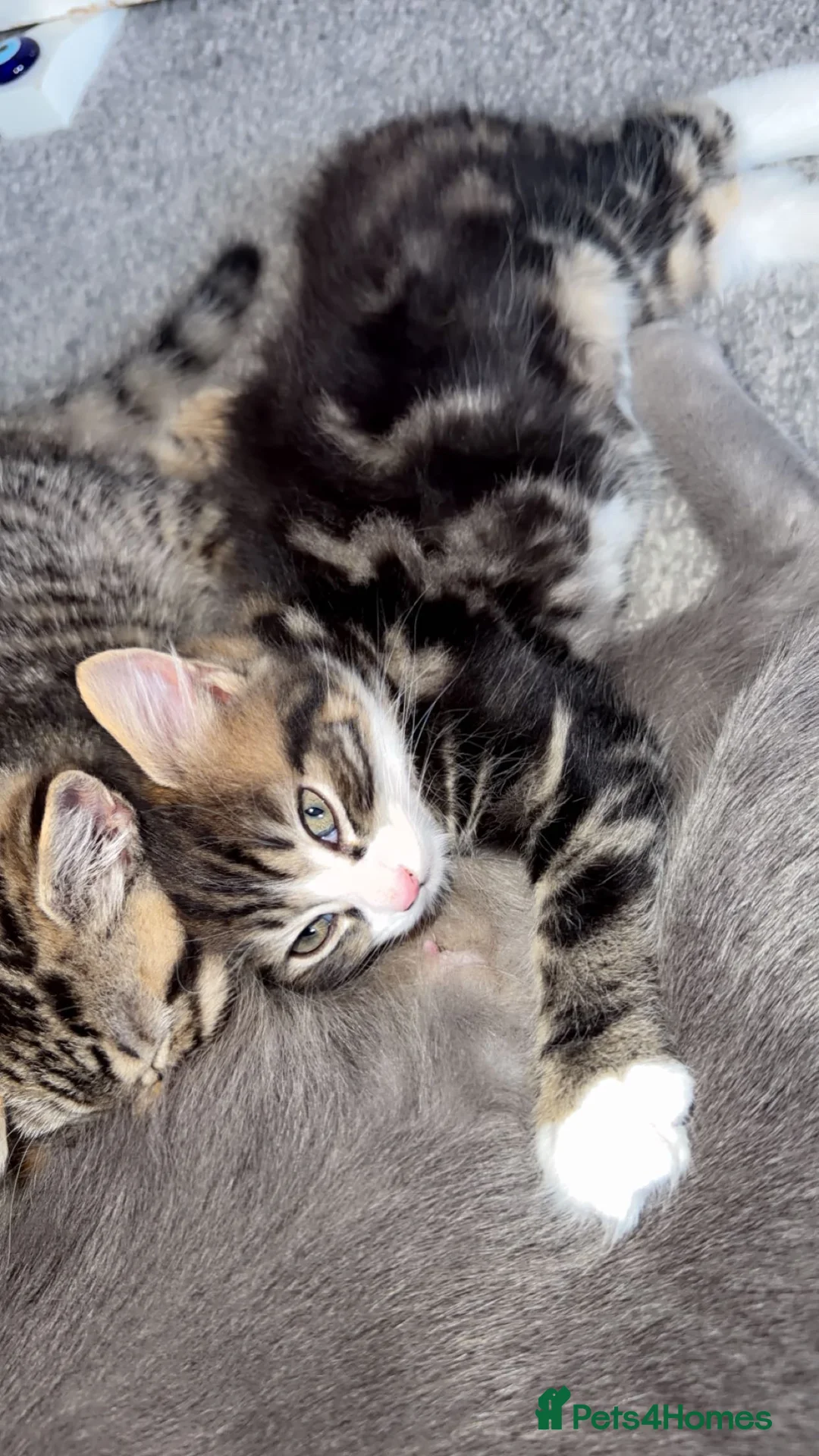 British Shorthair cats for sale: Kitten  - Advert 28