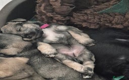Miniature Schnauzer dogs for sale: Miniature Schnauzer puppies kc reg Ready to view - Image 16