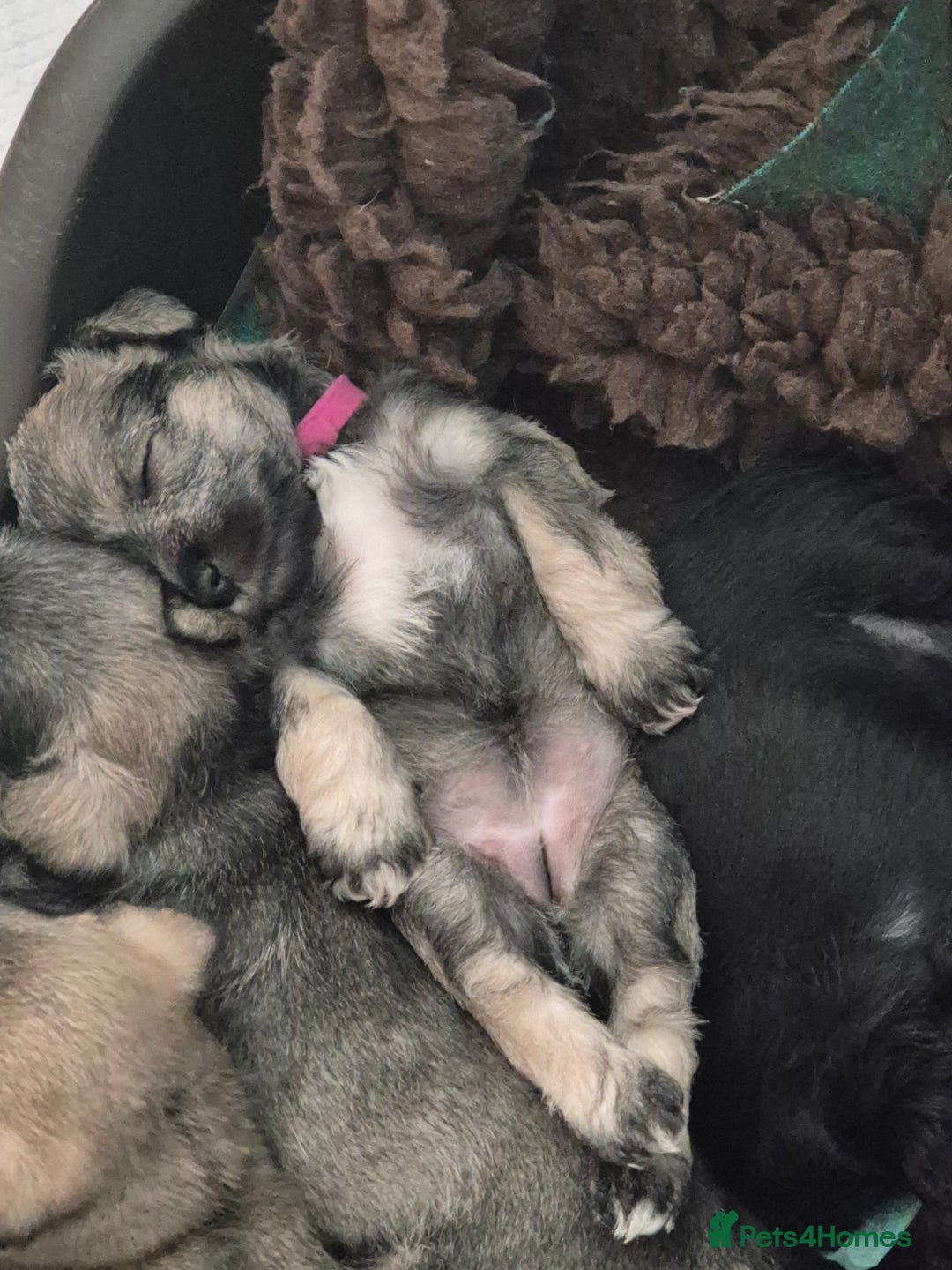 Miniature Schnauzer dogs for sale: Miniature Schnauzer puppies kc reg Ready to view - Image 16