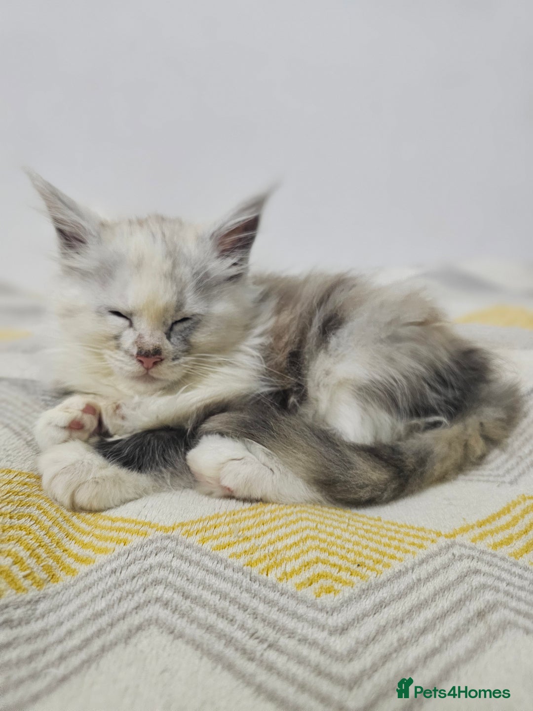 Maine Coon cats for sale:  TICA Maine coon kittens ready to leave - Advert 19