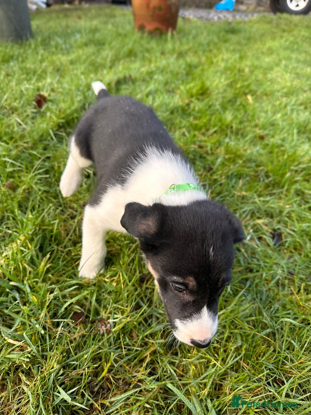 Border Collie dogs for sale: 3 Border Collie Tri-Coloured Puppies - Advert 4