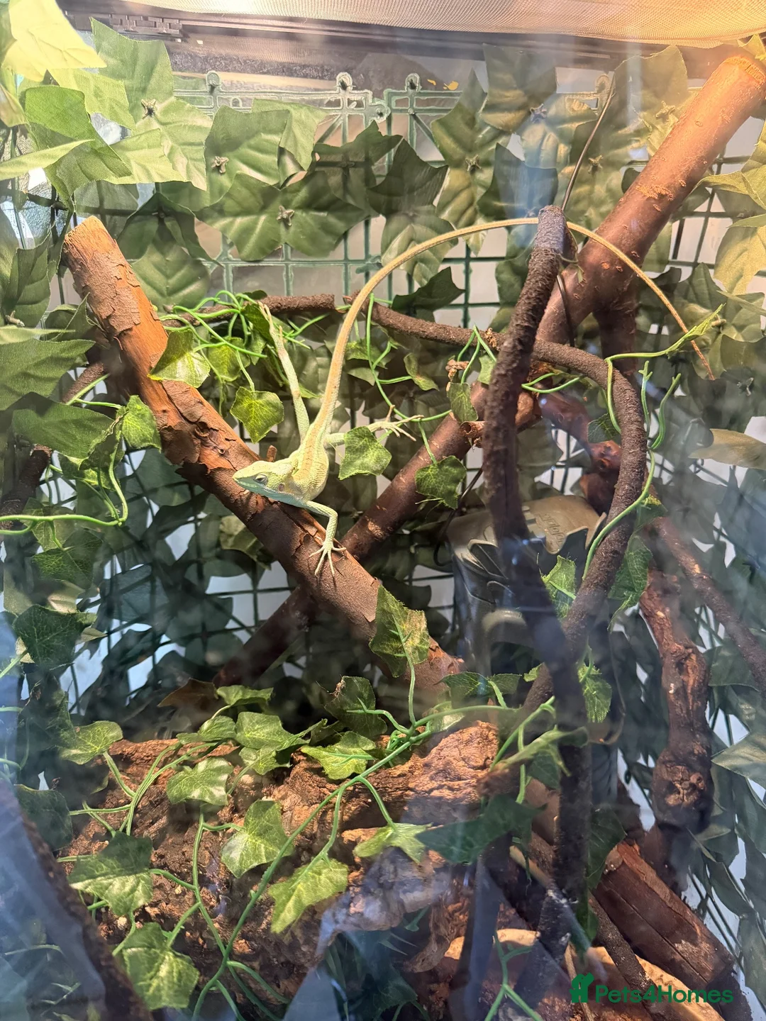 Iguana reptiles for sale: Casque headed iguanas  in Edenbridge - Advert 7