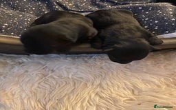 Scottish Terrier dogs for sale: Scottish terriers puppies - Advert 6