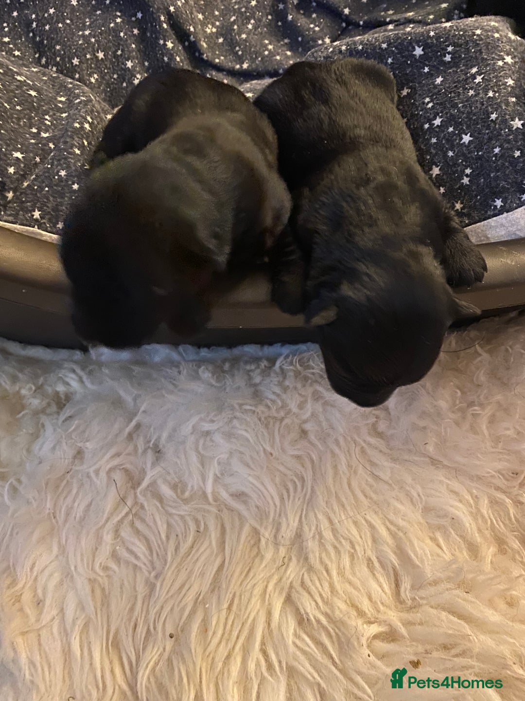 Scottish Terrier dogs for sale: Scottish terriers puppies - Advert 6