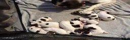 English Springer Spaniel dogs for sale: Stunning kc reg springer spaniel puppies  - Advert 5