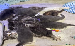 Maine Coon cats for sale: Mainecoon full pedigree kittens - Advert 2