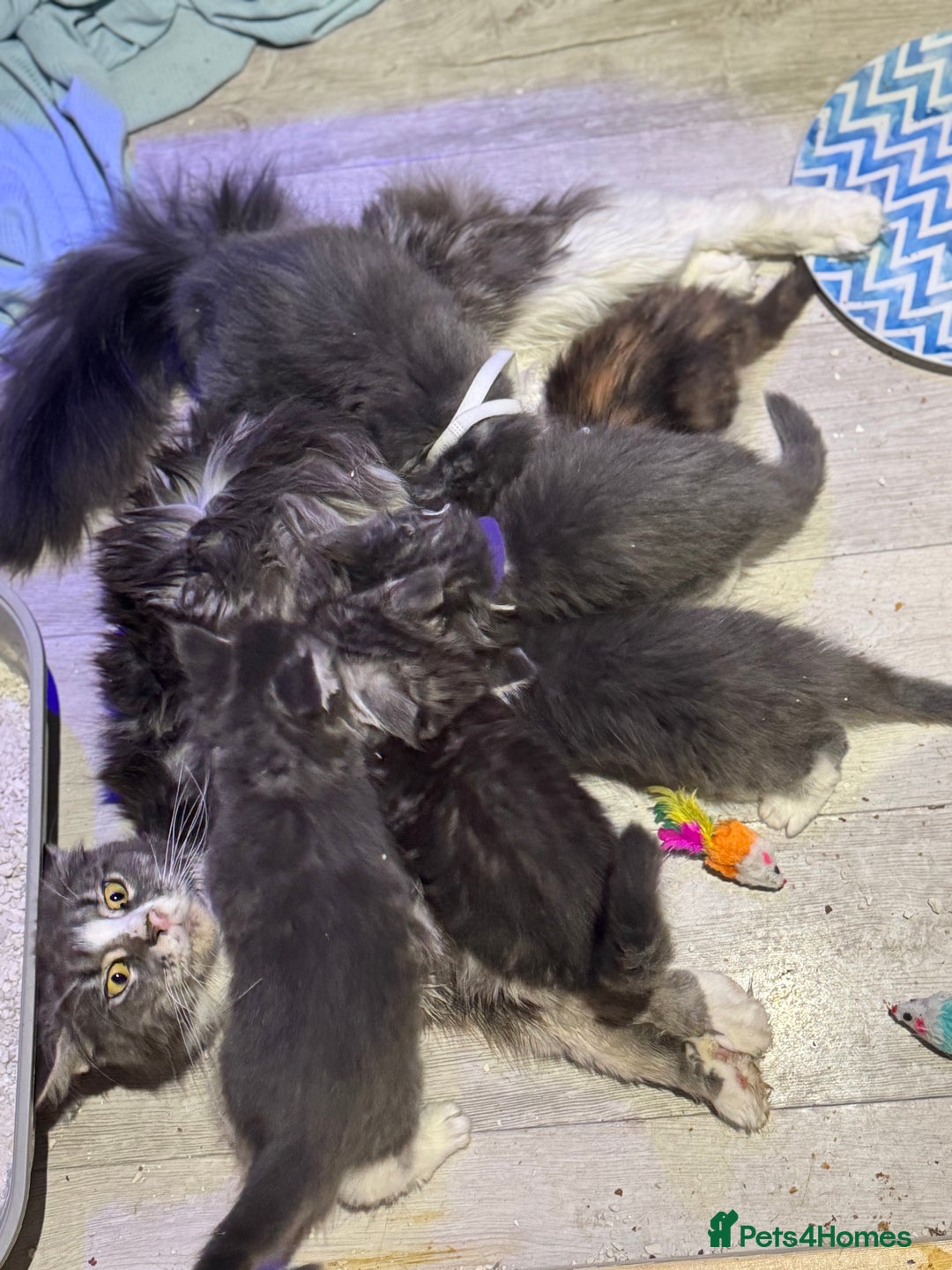 Maine Coon cats for sale: Mainecoon full pedigree kittens - Advert 2