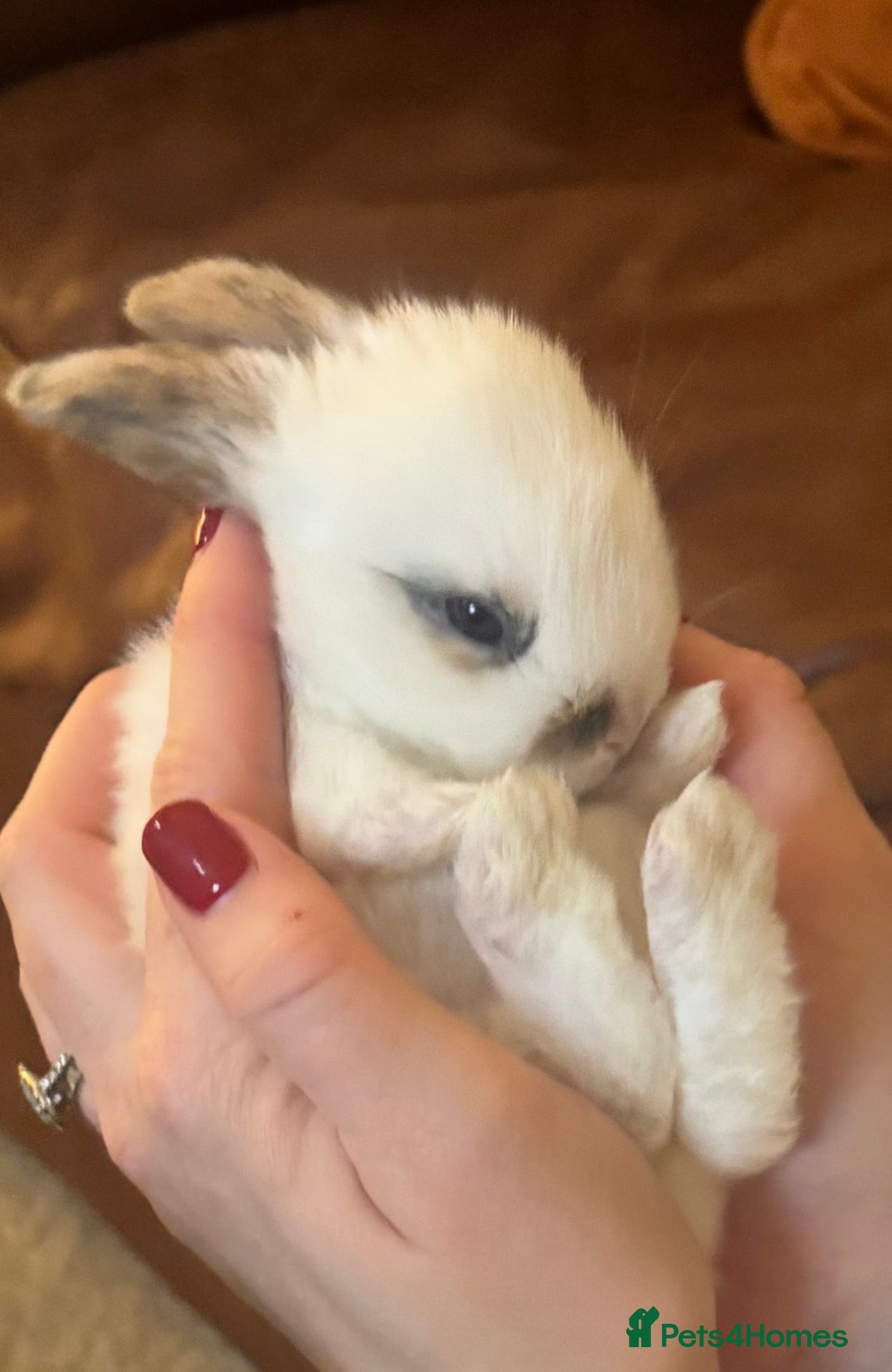 Mixed Breed rabbits Adorable English Spot x Lop - Advert 1