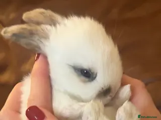 Mixed Breed rabbits 6 Adorable English Spot marking Lops - Advert 1