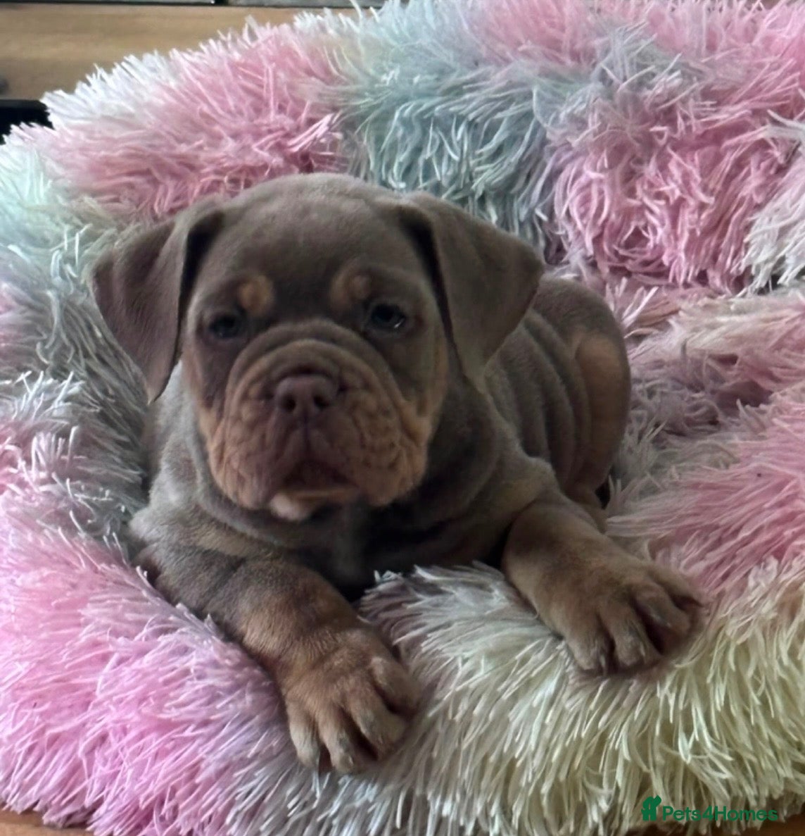 Olde English Bulldogge dogs Beautiful litter  - Advert 14