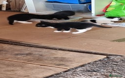 Domestic Shorthair cats for sale: kitten to sell  in Wolverhampton - Image 6
