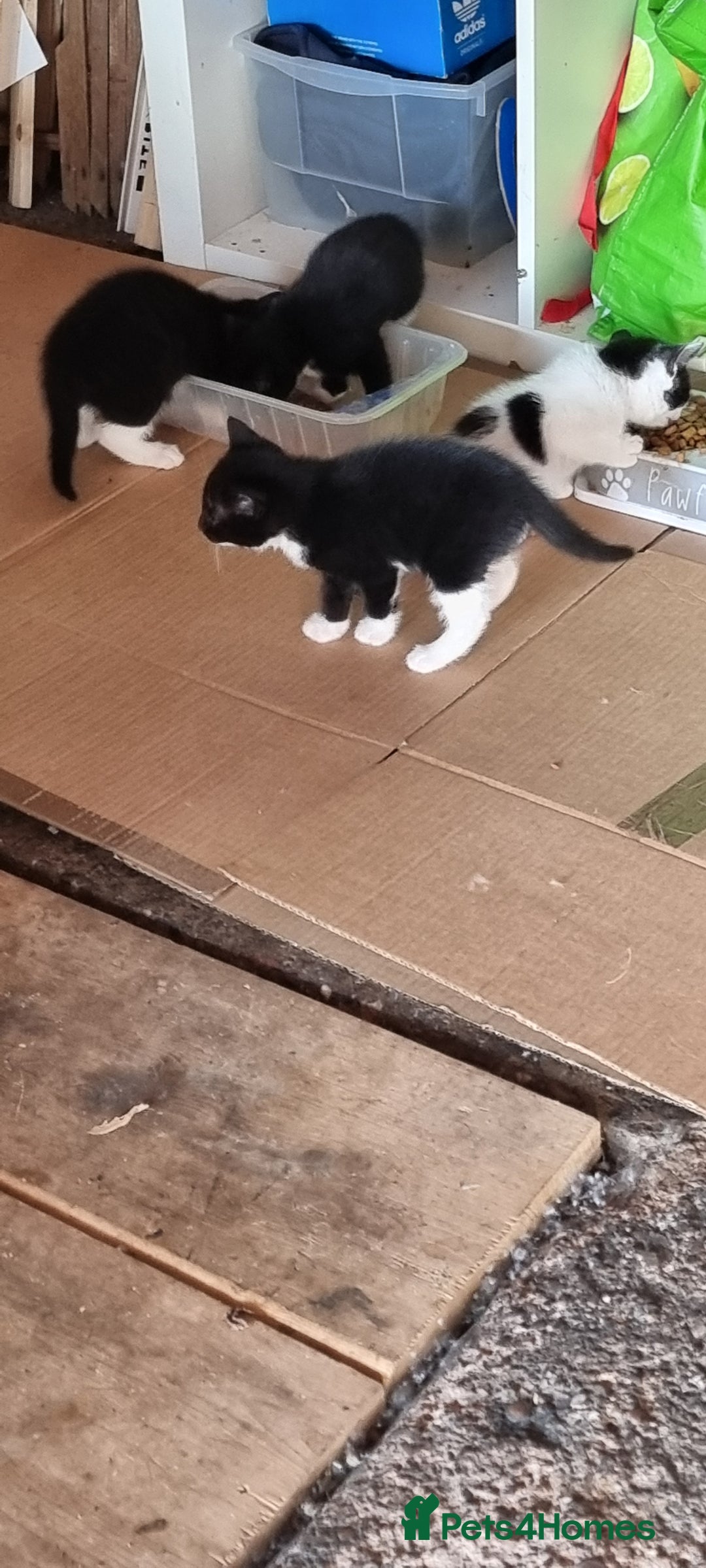 Domestic Shorthair cats for sale: kitten to sell  in Wolverhampton - Image 6