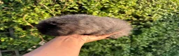 Guinea Pig rodents for sale: Beautiful pure bred Swiss guinea pig sows - Advert 3