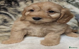Cockapoo dogs for sale: Beautiful F1 Cockapoo puppies DNA clear  - Image 11