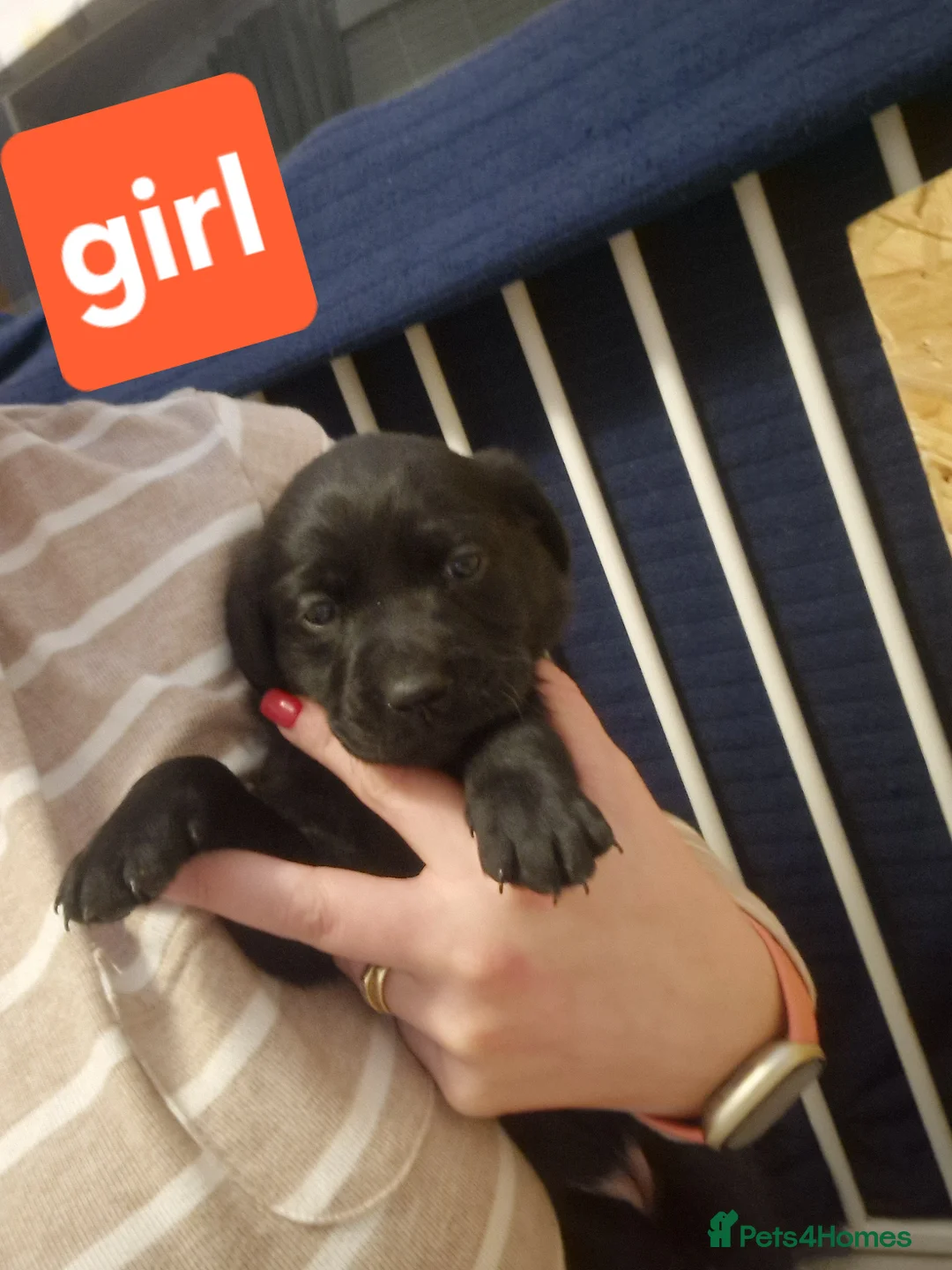 Labrador Retriever dogs for sale: Labrador puppies  - Advert 16