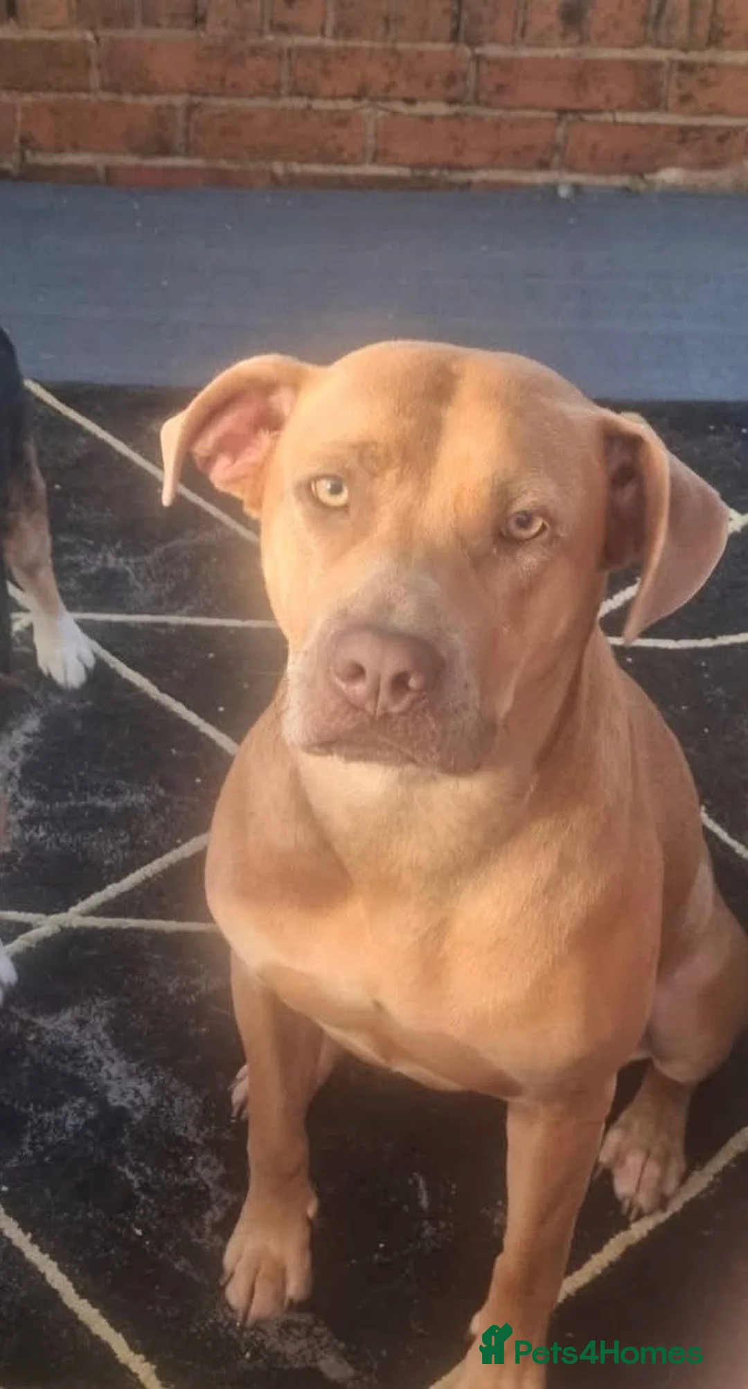 Mixed Breed dogs for sale: Staff x lab  - Advert 1