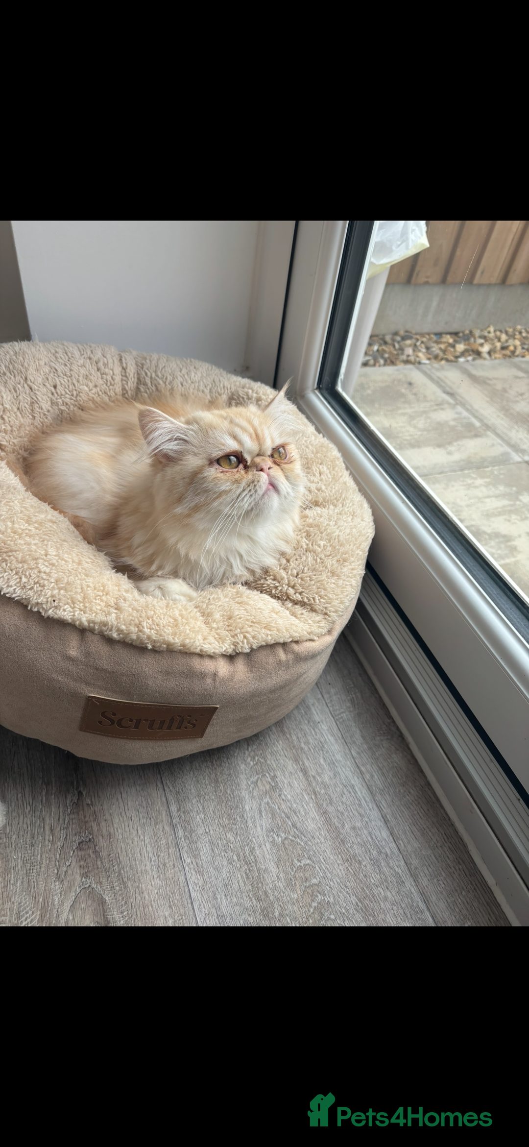 Persian cats for sale: Persian male (Waffles) - Image 3