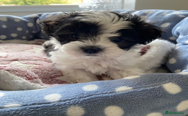 Maltipoo dogs - Advert 15