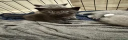 Mixed Breed cats for sale: Beautiful British Shorthair × Tuxedo Kittens in Peterborough - Advert 11