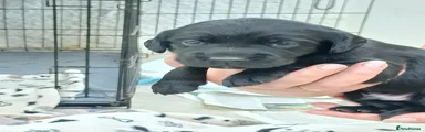 Cockerdor 3 Largest black puppy