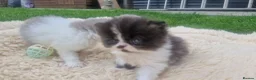 Exotic cats for sale: Persian exotic kittens ready now! - Advert 12