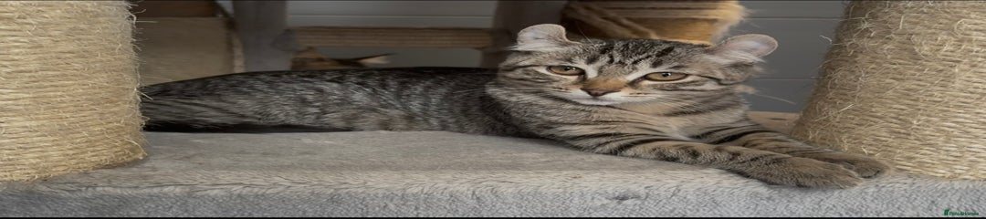 American Curl Kitten 3