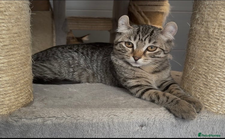 American Curl cats - Advert 1