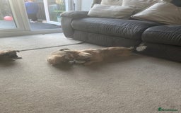 Chihuahua dogs for sale: Long haired chihuahuas READY TO LEAVE NOW. - Image 10